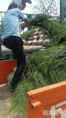 高度100厘米侧柏