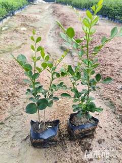 高度20厘米七里香