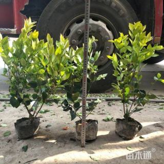 高度120厘米金森女贞小苗
