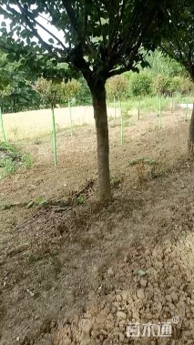 12公分日本晚樱