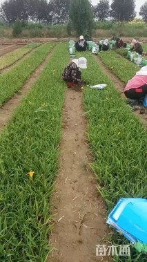 高度30厘米金娃娃萱草