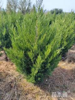 高度150厘米塔柏