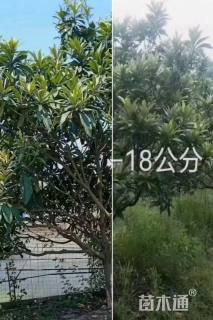8公分枇杷