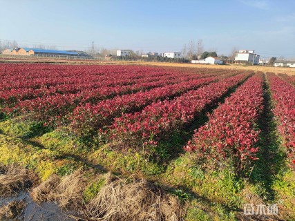 0.5公分红叶石楠