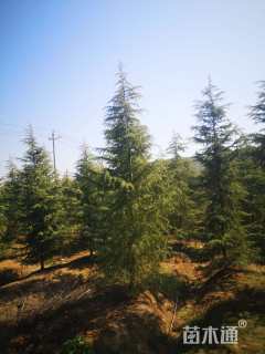 高度350厘米雪松