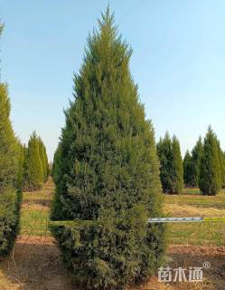 高度600厘米塔柏