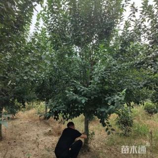 13公分北美海棠