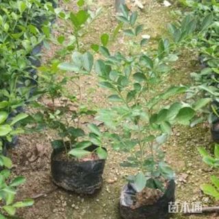 高度25厘米七里香