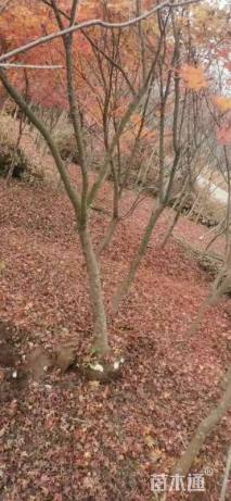 6公分鸡爪槭