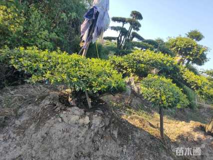 高度160厘米金禾女贞