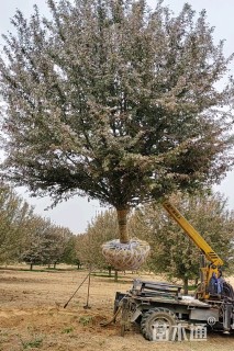 15公分绚丽海棠