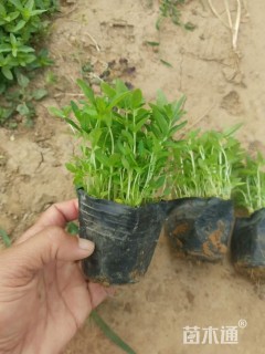 高度5厘米千屈菜