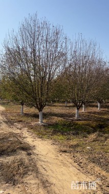 18公分绚丽海棠