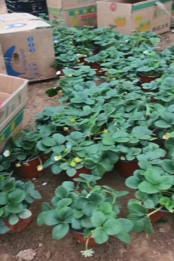 高度20厘米草莓