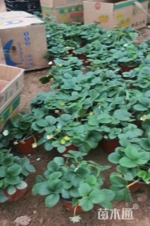 高度20厘米草莓