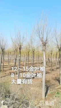 12公分金叶榆