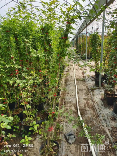 高度100厘米蔷薇