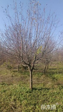 移栽苗绚丽海棠