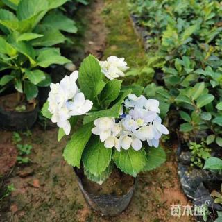 高度20厘米八仙花