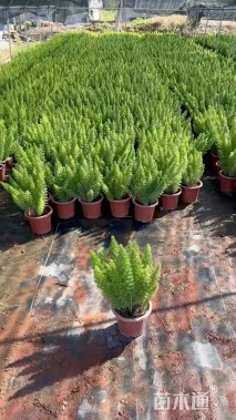 高度30厘米狐尾天门冬