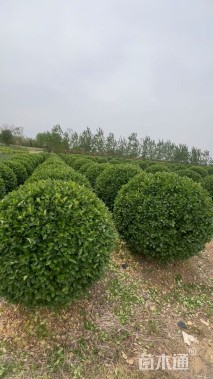 冠幅150厘米卫矛球