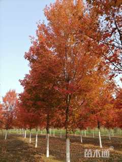 12公分美国红枫-十月光辉