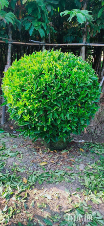 高度130厘米非洲茉莉球