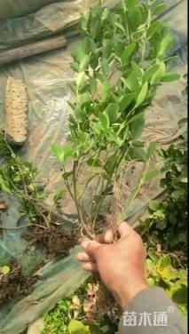 高度60厘米大叶黄杨