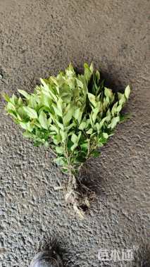 高度40厘米金森女贞