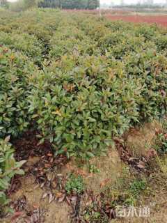 冠幅100厘米红叶石楠球