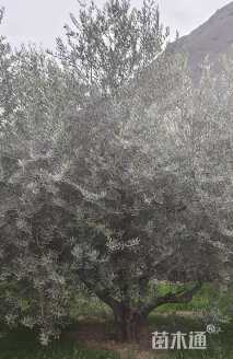 60公分油橄榄