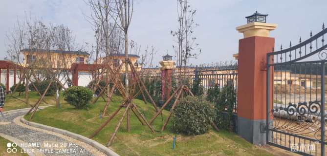 18公分二乔玉兰