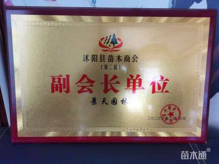 高度30厘米小叶黄杨