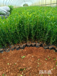 高度25厘米小叶黄杨