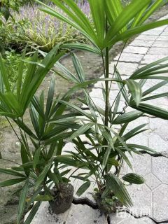 高度50厘米细叶棕竹