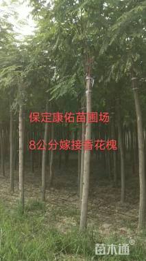 8公分香花槐