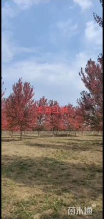 10公分美国红枫-十月光辉