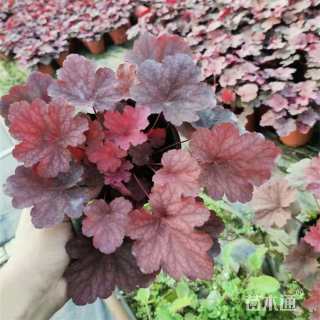 高度30厘米矾根