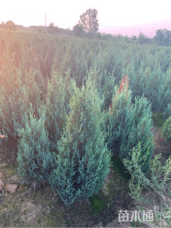 高度1500厘米河南桧
