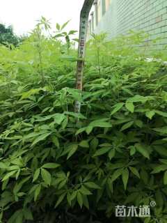高度50厘米穗花牡荆