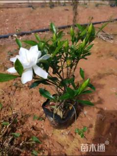 高度35厘米中叶栀子