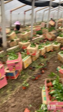 高度18厘米柳叶马鞭草