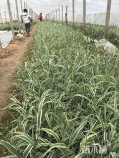 高度30厘米花叶芦竹