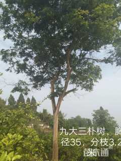 35公分朴树