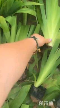 高度30厘米蓝花鸢尾