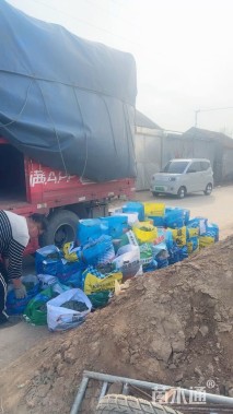 高度30厘米百子莲