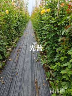 高度180厘米月季