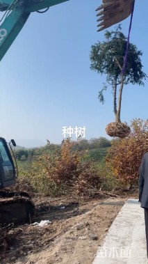 15公分香榧