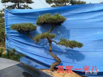 19公分造型赤松