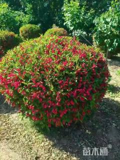 高度100厘米红王子锦带球